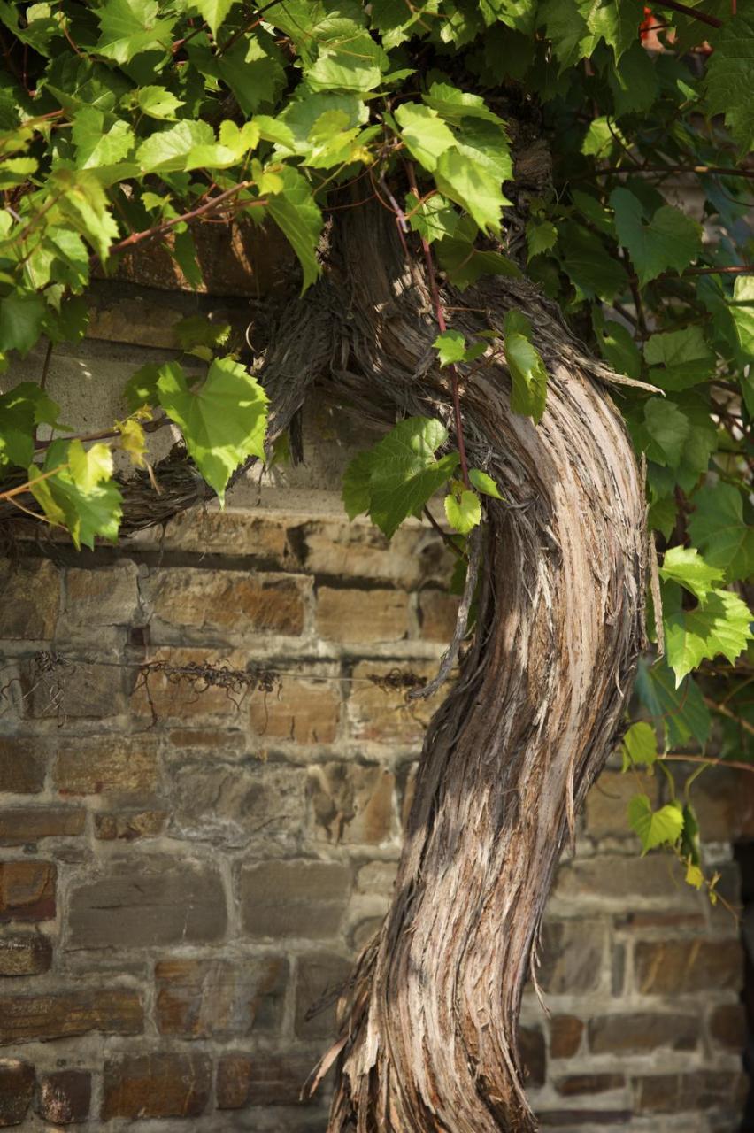 Briedern Weinhaus Lenz酒店 外观 照片